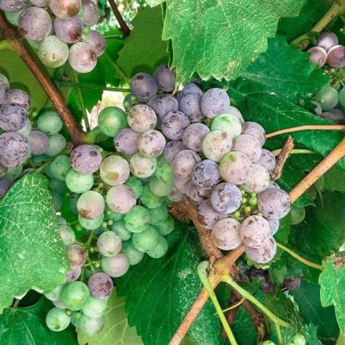 Cantina di Soliera, Lambrusco Grasparossa di Castelvetro NV (Sweet 8%)