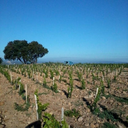 Vineyard with young grapevines under a clear blue sky
