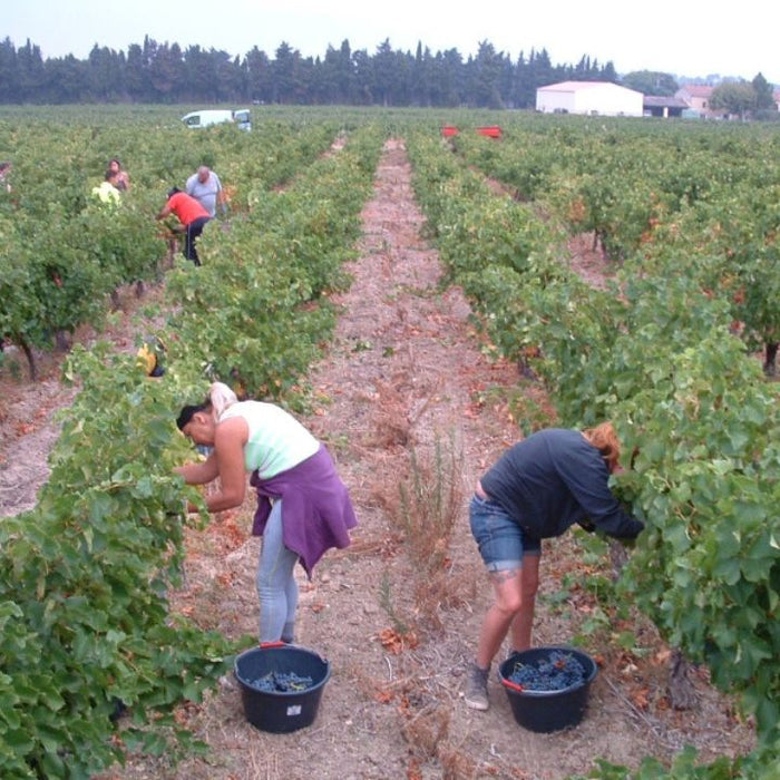 People harvesting grapes in a vineyard with buckets.