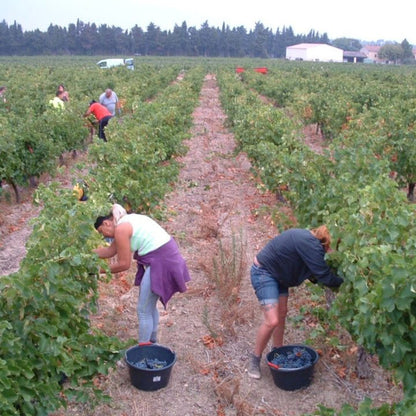 People harvesting grapes in a vineyard with buckets.